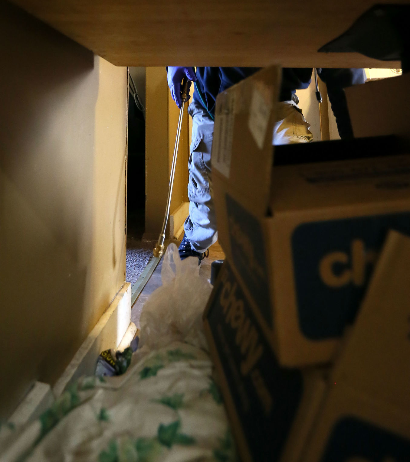 011319-qct-fea-bedbugs-007